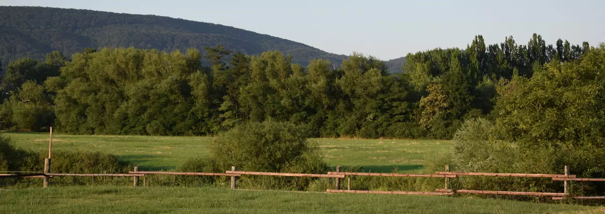 Gestuet_1200x425