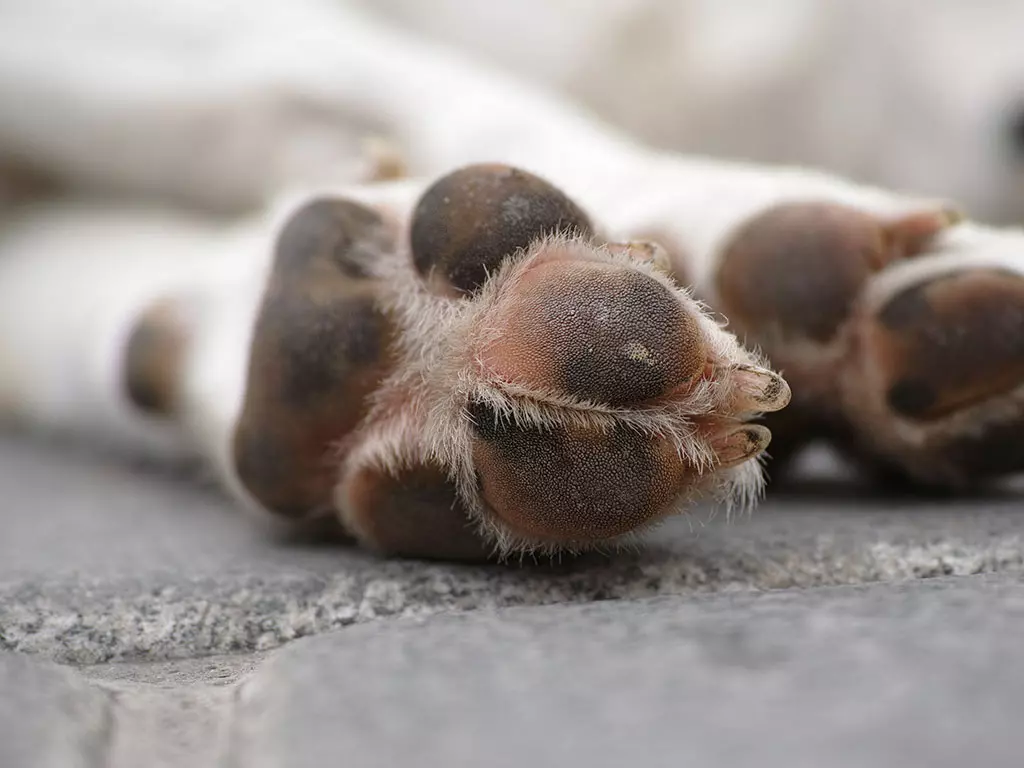 Hund-Krallen