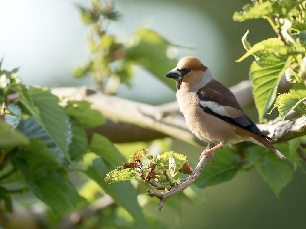 year-round feeding of garden birds | Eggersmann Shop year-round feeding of garden birds | Eggersmann Shop